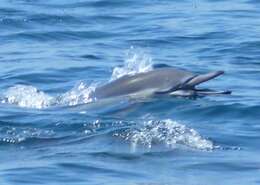 Image of common dolphins