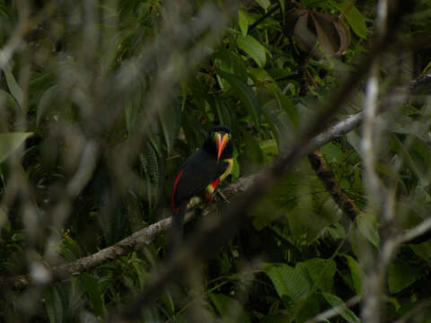 Image of Fiery-billed Aracari