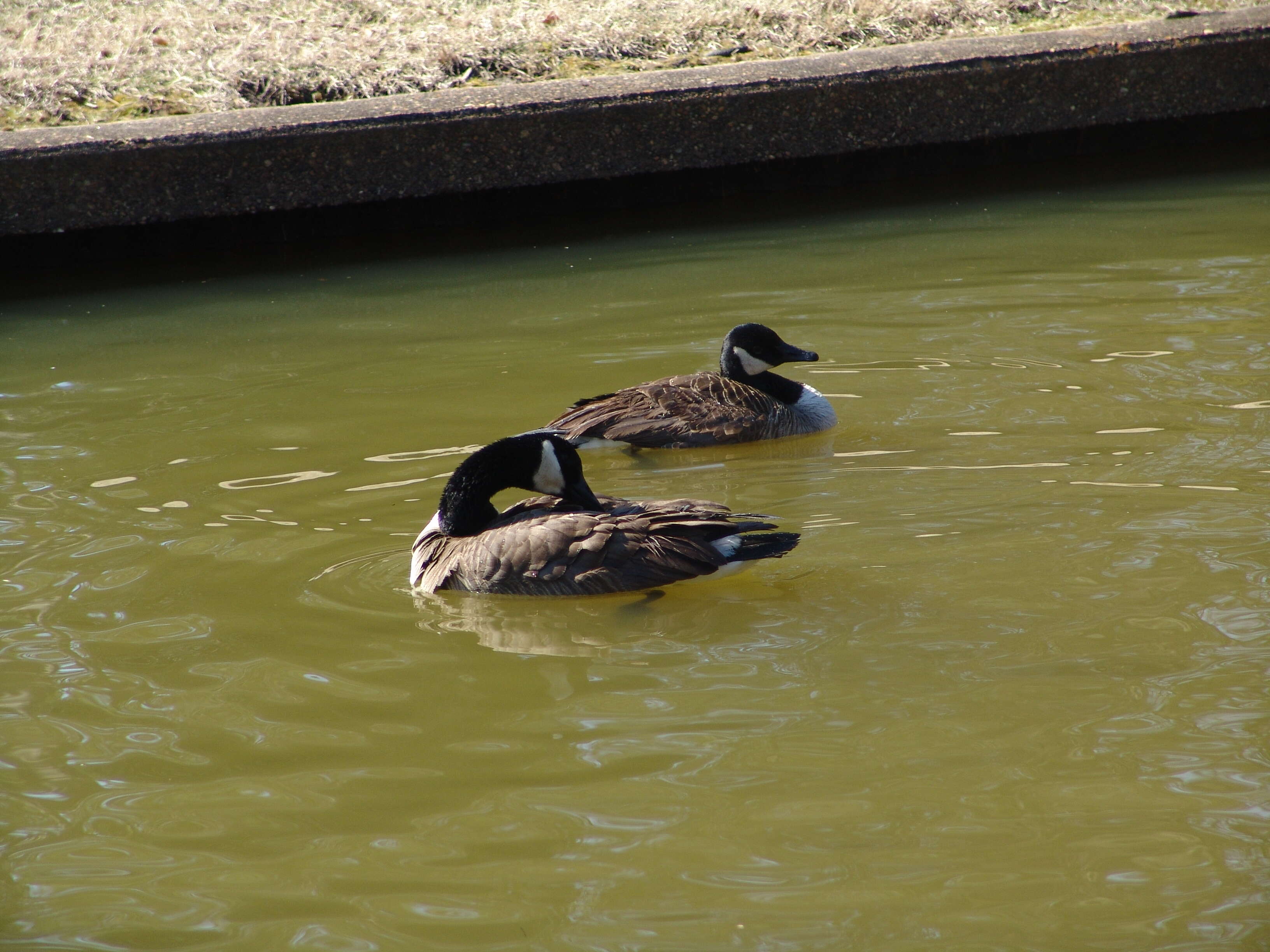 Image of Hawaiian goose