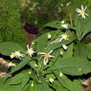 Plancia ëd Oclemena acuminata (Michx.) Greene