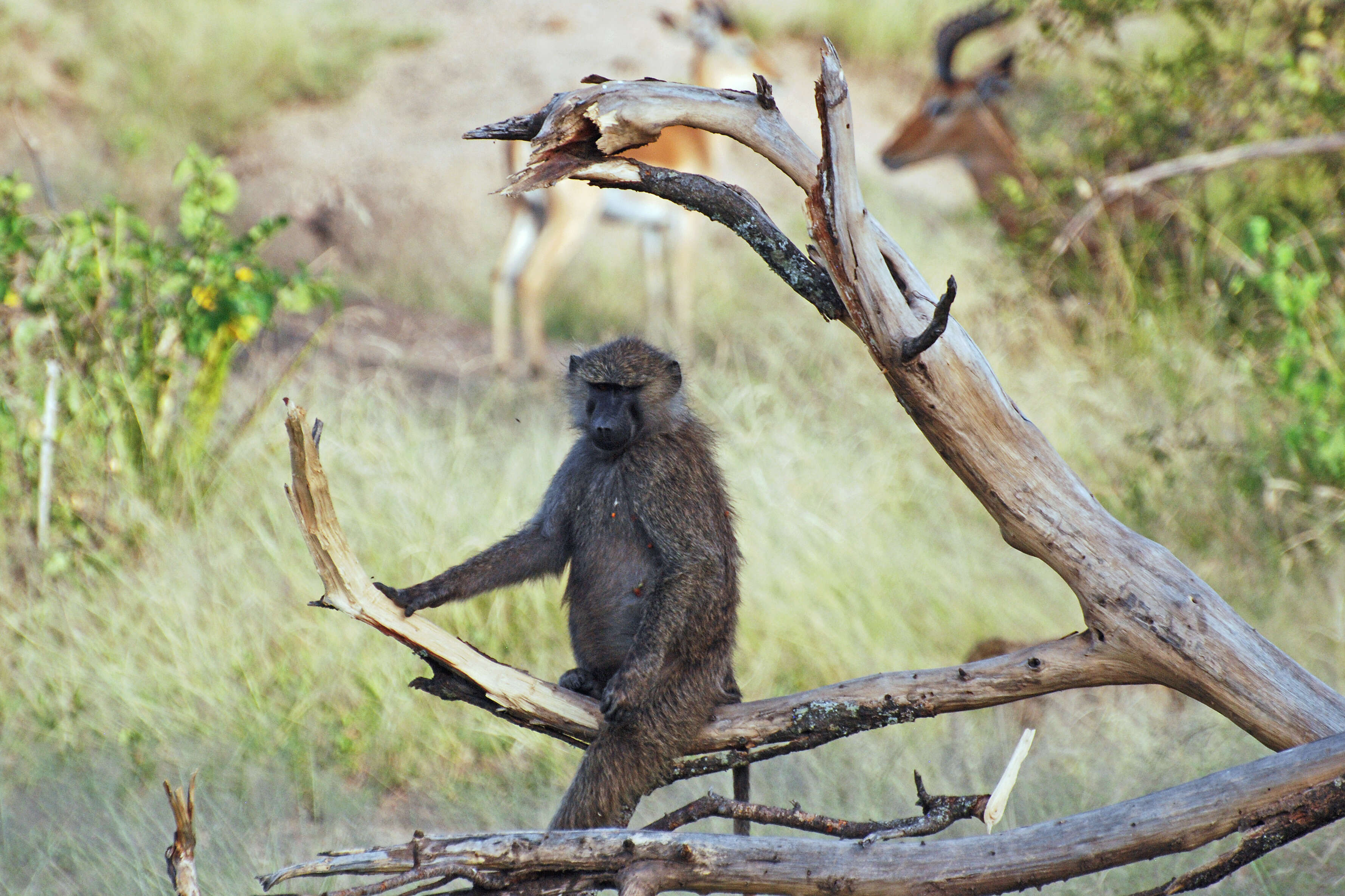 Image of Anubis Baboon