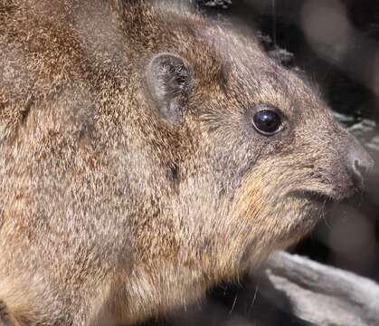 Image of Rock Hyrax