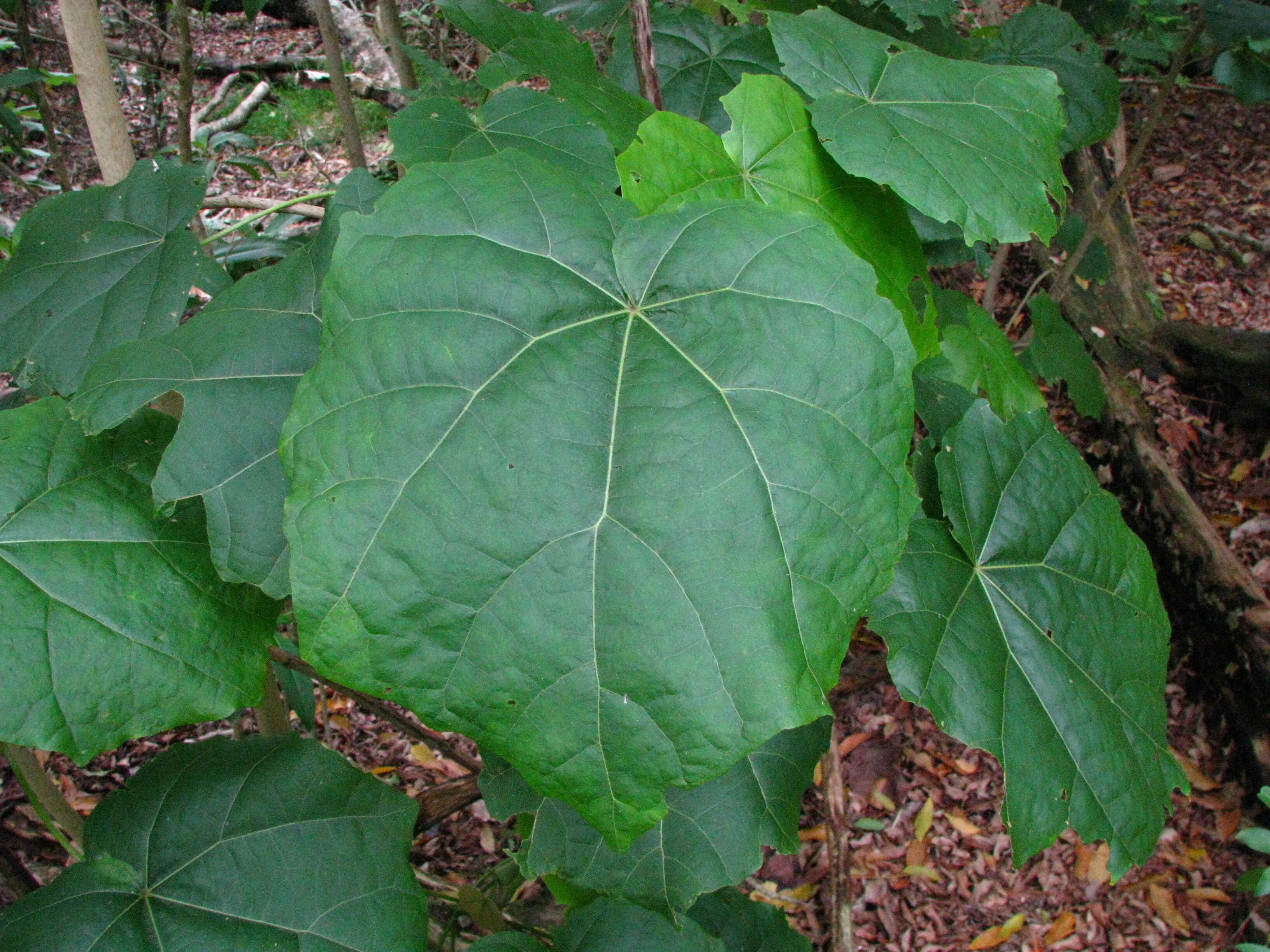 Image of hibiscadelphus
