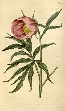 Image of peony