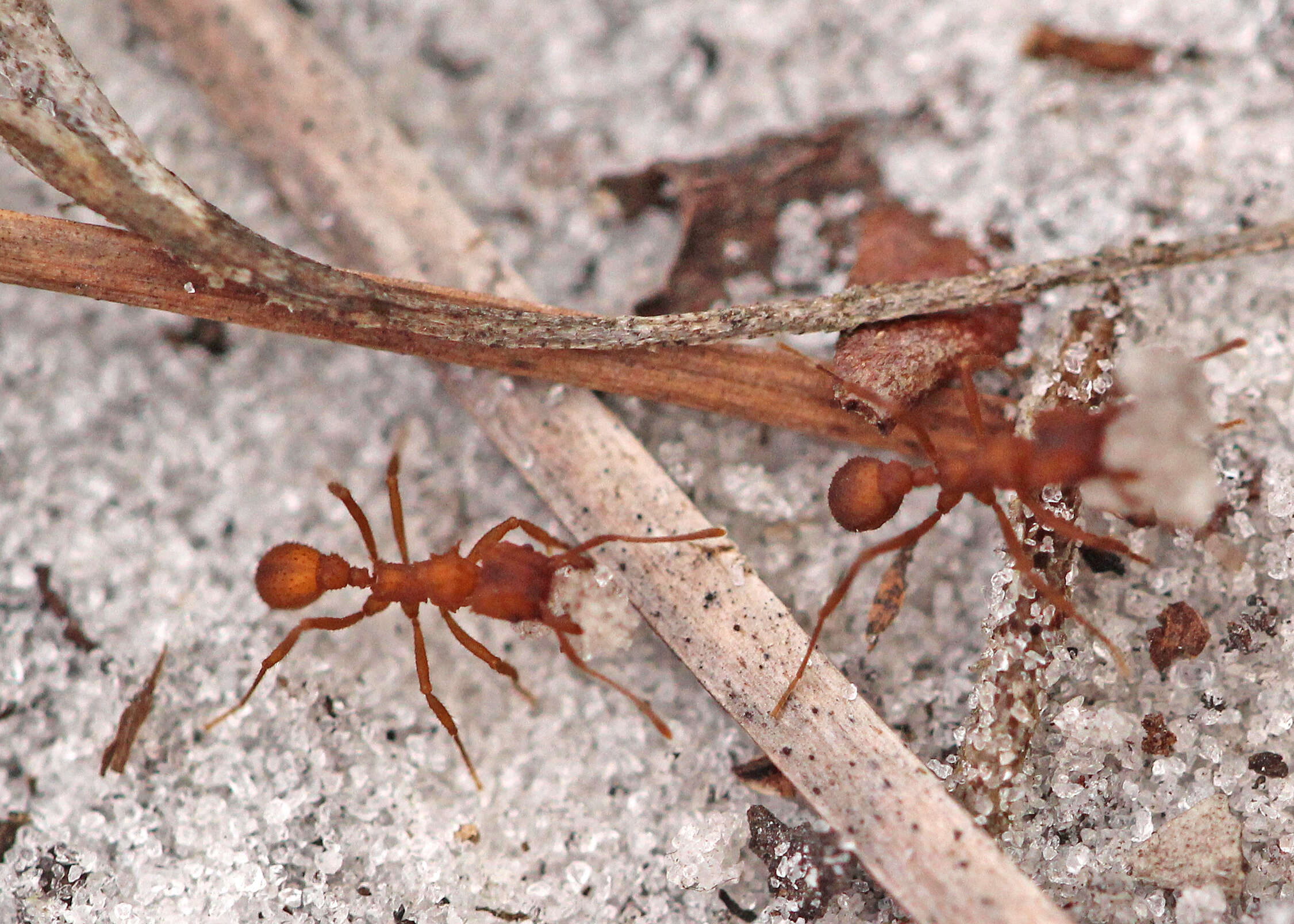 Image of Trachymyrmex