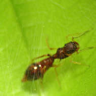 Image of Ant-mimicking Jumping Spider