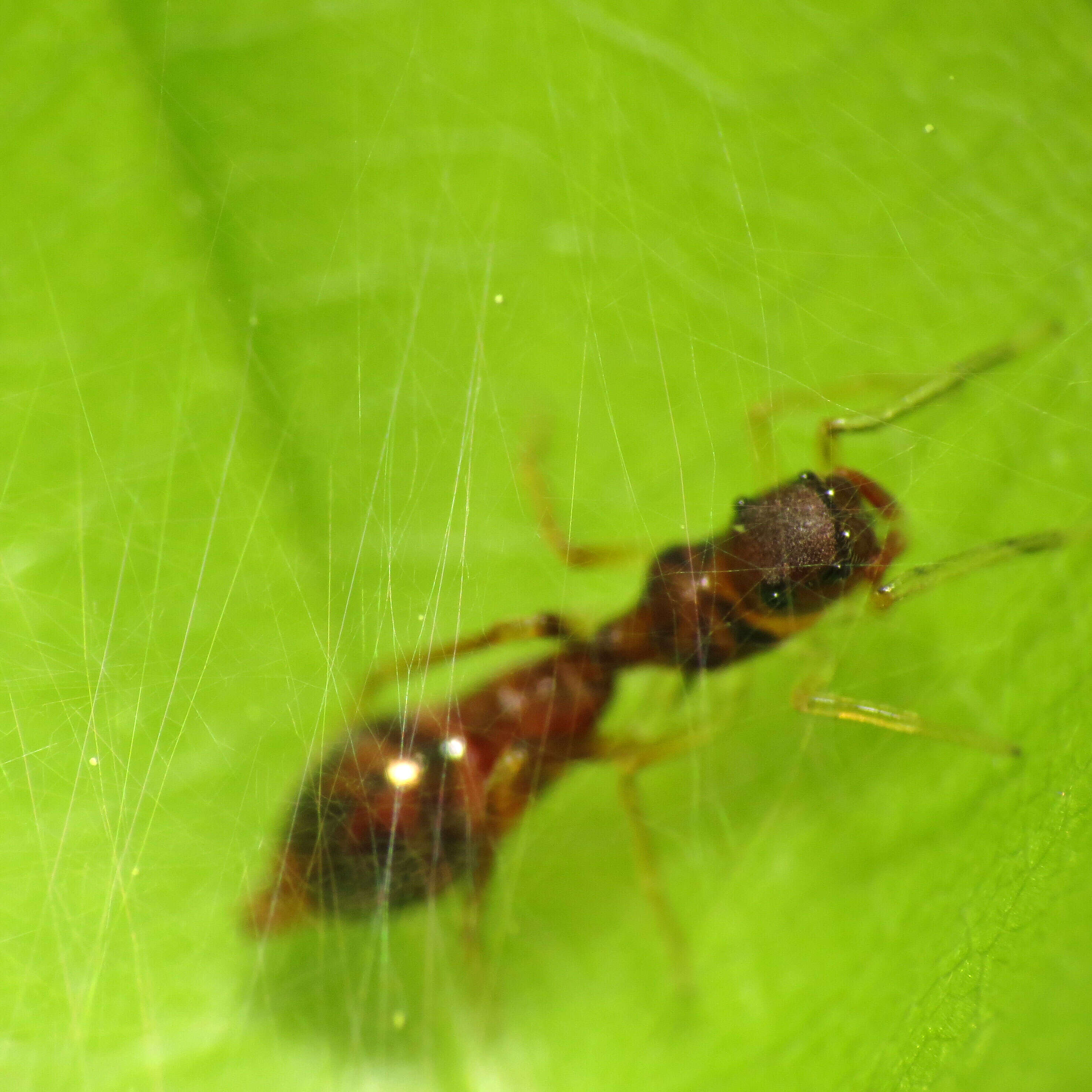 Image of Ant-mimicking Jumping Spider