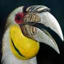 Image of Wreathed Hornbill