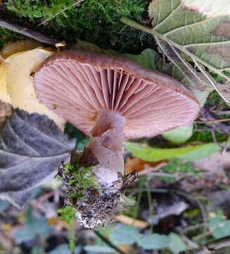 Imagem de Cortinarius sodagnitus Rob. Henry 1935