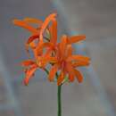 Image of Cattleya cinnabarina (Bateman ex Lindl.) Van den Berg