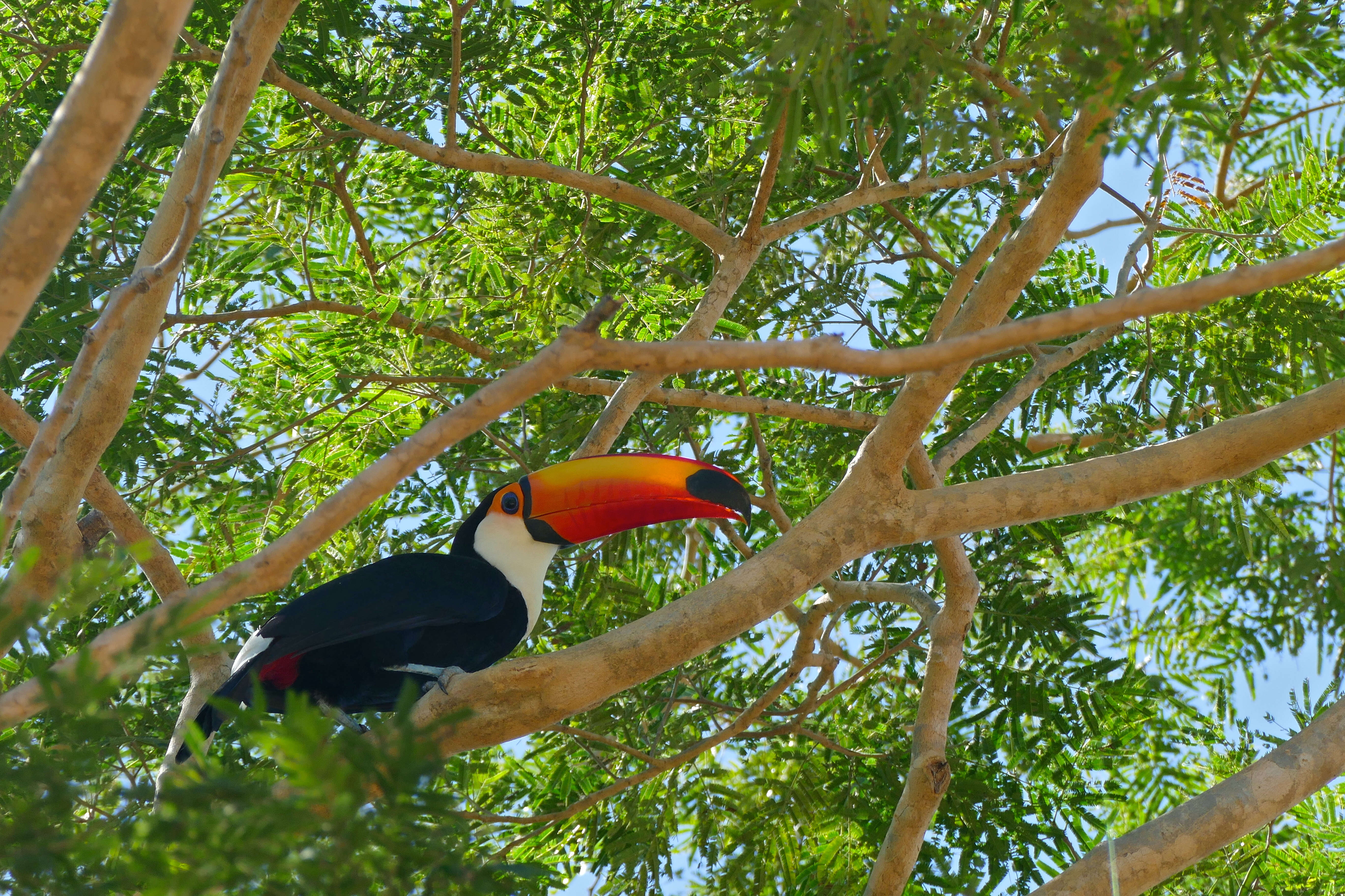 Image of Toucan Sp.