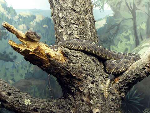 Image of Arizona Black Rattlesnake