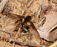 Image of Bombylius varius Fabricius 1805