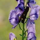 Image of rattle grasshopper