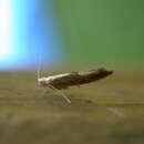 Imagem de Argyresthia albistria Haworth 1828