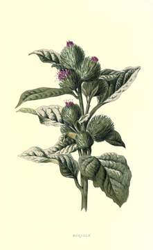 Arctium lappa L. resmi