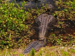 Image of Alligator