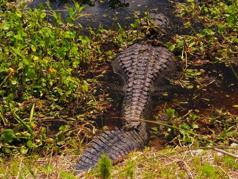 Imagem de Alligator