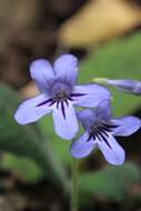 Streptocarpus formosus (Hilliard & B. L. Burtt) T. J. Edwards resmi