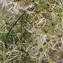 Sivun Clematis microphylla DC. kuva