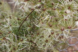 Sivun Clematis microphylla DC. kuva