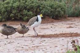 Image of Masked Lapwing