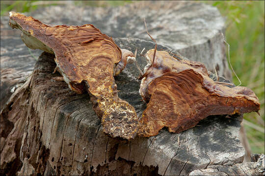 Ganoderma resinaceum Boud. 1889的圖片