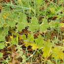 Image of Carduus bourgeanus bourgeanus