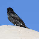 Image of Southern Black Flycatcher