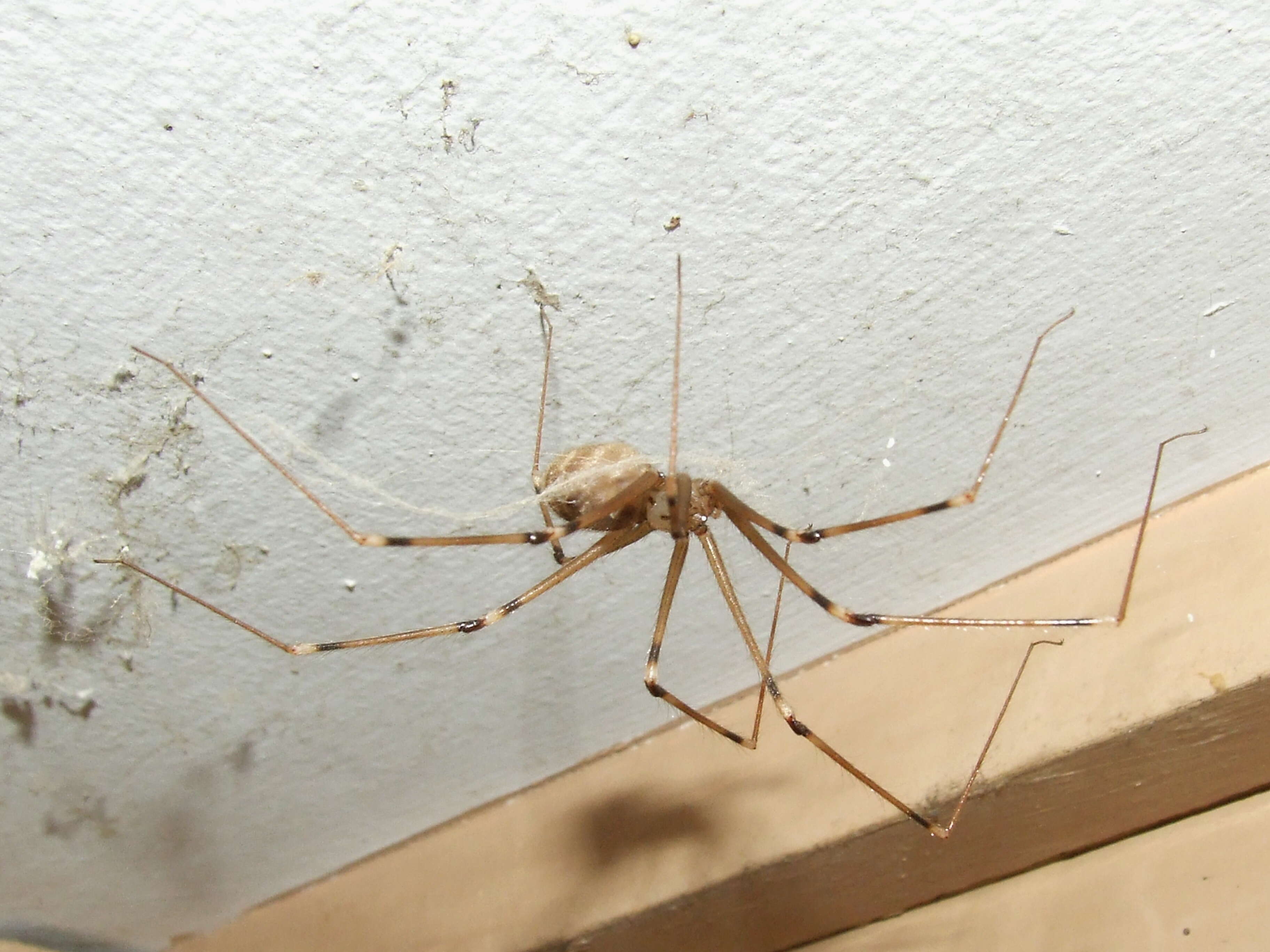 Giant Daddy-long-legs Spider (Araneae (spiders) of the British