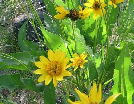 Image of Carey's balsamroot