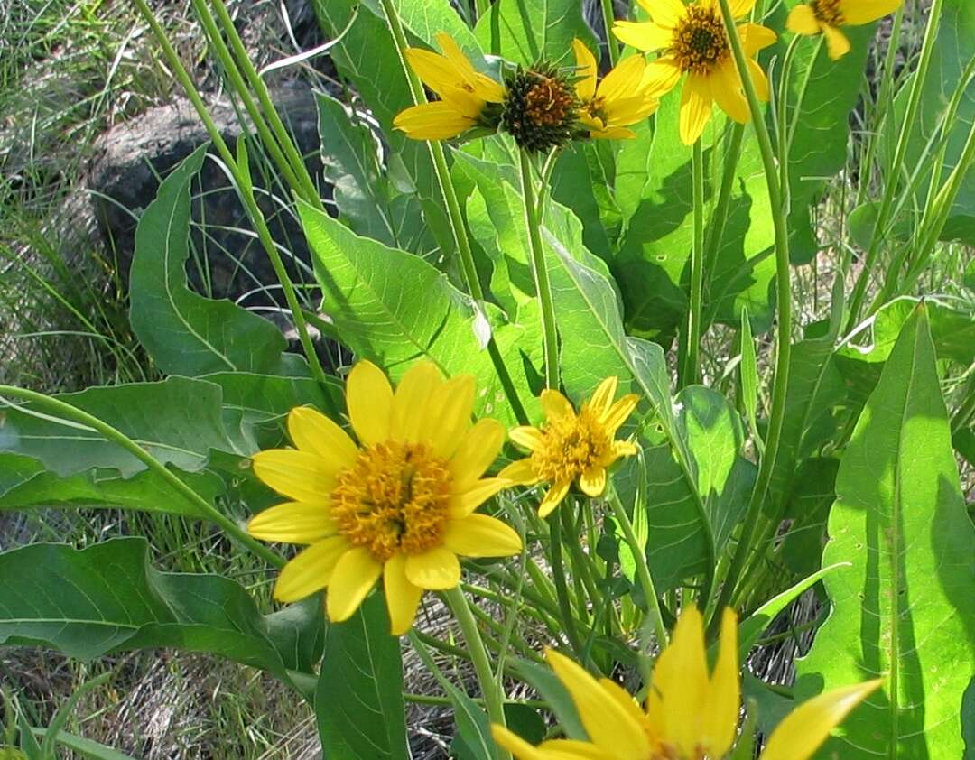 Image of balsamroot