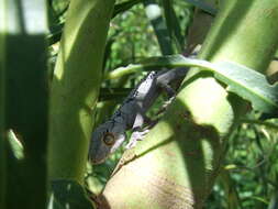 Image of spiny-tailed geckos