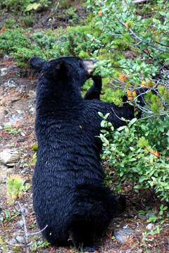 Image of American Black Bear