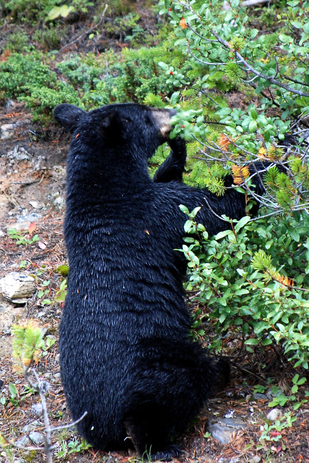 Image of American Black Bear