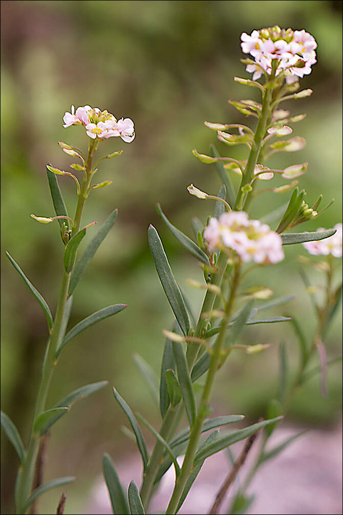 Imagem de Aethionema saxatile subsp. saxatile