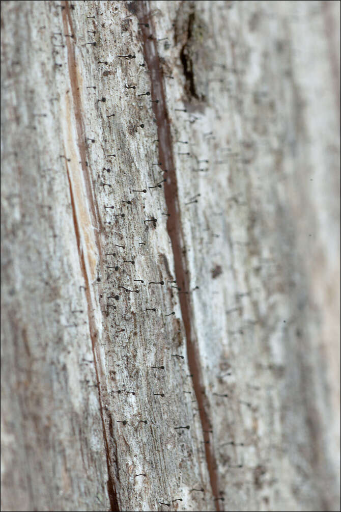 Image of spike lichen