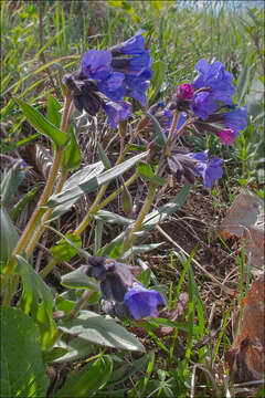 Image of Pulmonaria australis (J. Murr) W. Sauer