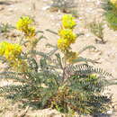 Image of Astragalus alopecuroides subsp. alopecuroides