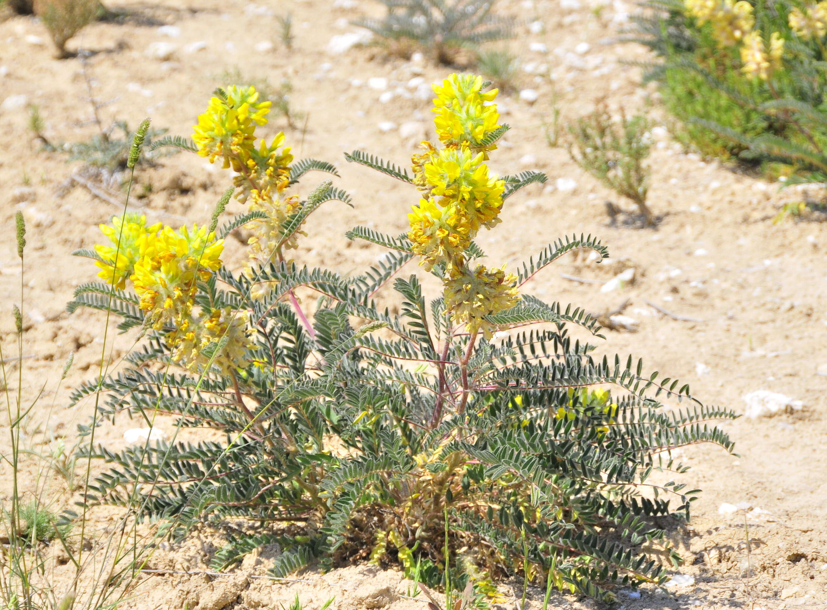 Image of Astragalus alopecuroides L.