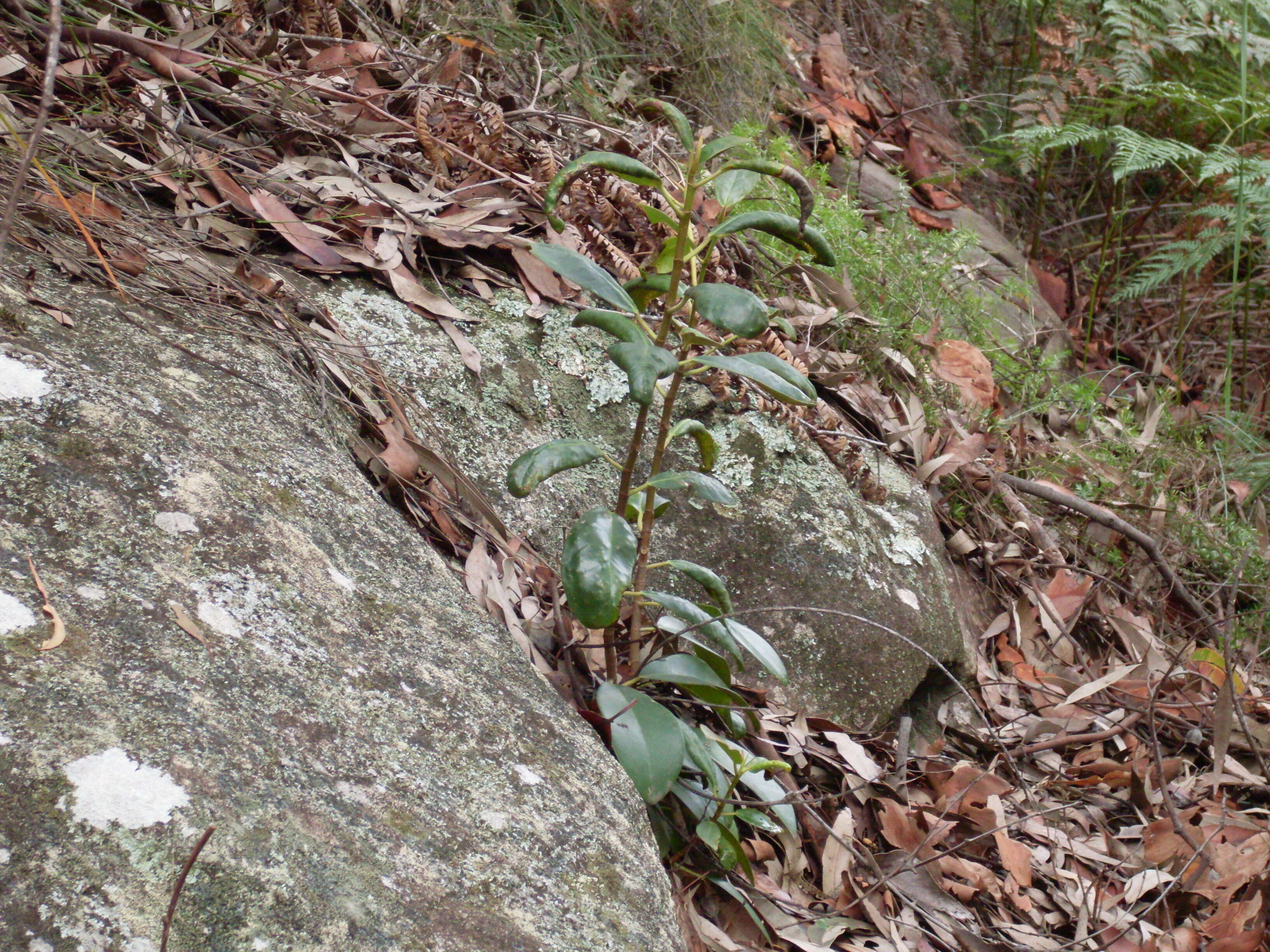 Image de Ficus rubiginosa Desf.