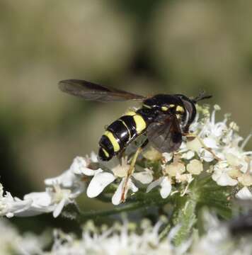 Image de Chrysotoxum bicinctum (Linnaeus 1758)