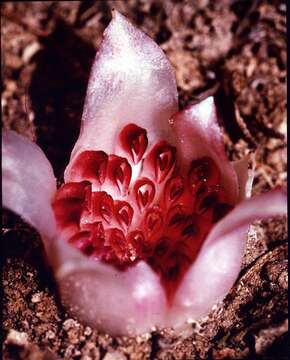 Image of Underground orchids