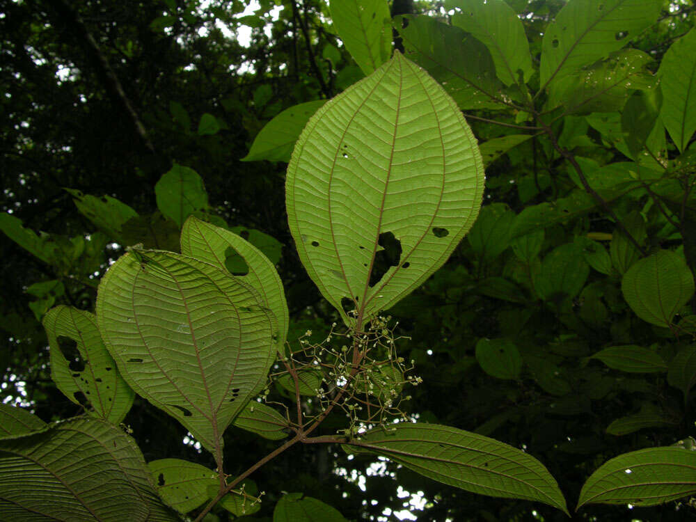 Plancia ëd Miconia aguilarii (Kriebel & Almeda) Gamba & Almeda