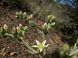 Imagem de Dudleya virens (Rose) Moran