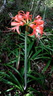 Imagem de Hippeastrum