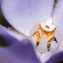 Image of Boronia ramosa (Lindley) Benth.