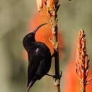 Image of Amethyst Sunbird