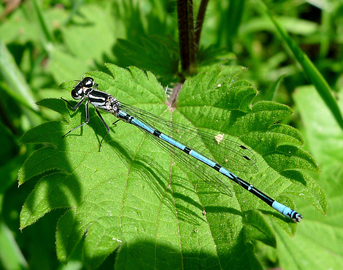 Imagem de Coenagrion puella (Linnaeus 1758)