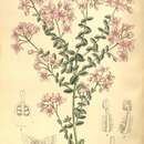 Image of Bushy Boronia